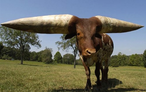 Đây là Lurch - chú bò đực gốc Phi nổi tiếng nhất bang Arkansas, mỗi chiếc sừng của 'cậu' có chu vi 96,52 cm, chiều dài 228,6 cm. Ngày 6/5/2003, Lurch chính thức được công nhận là bò đực có đôi sừng lớn nhất thế giới.